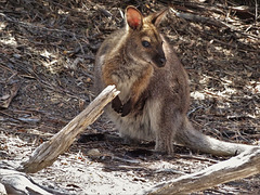 Wallaby 3