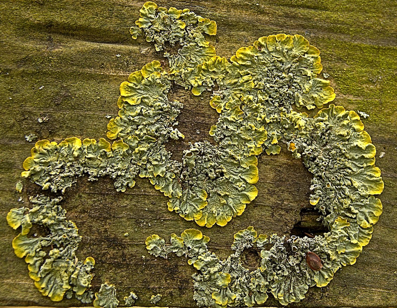 Luscious Little Lichen Landscapes!!