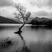 The lone tree, Lake Padarn