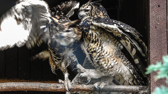 20190911 6286CPw [D~OH] Kapuhu (Bubo capensis), Timmendorfer Strand