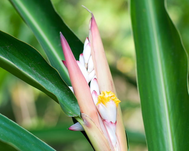 GingerPlant