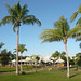 Palm Trees At Cable Beach