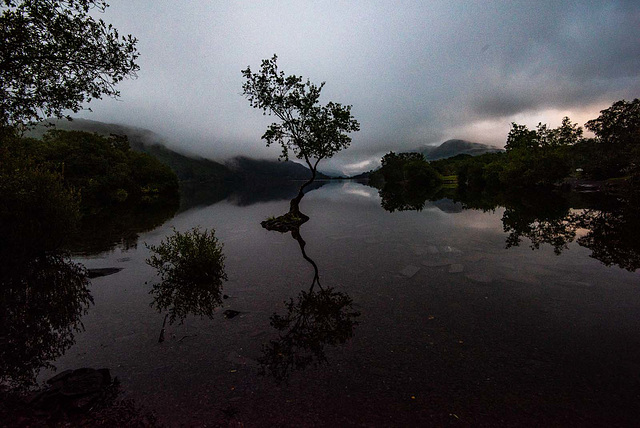 The one tree, Lake Padarn early morning
