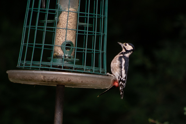 Great Spotted Woodpecker (F)