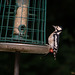 Great Spotted Woodpecker (F)