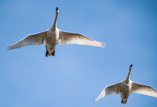 Überflieger