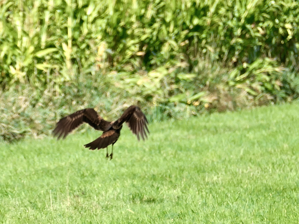 Greifvogel ?