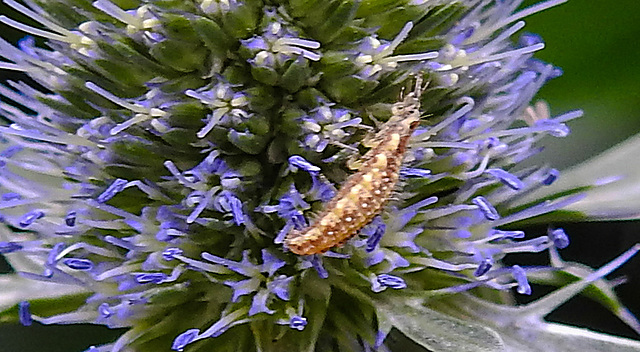 20230719 2600CPw [D~LIP] Flachblättriger Mannstreu (Eryngium planum), Grüne Florfliege [Larve] (Chrysoperla carnea s.l.), Bad Salzuflen