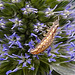 20230719 2600CPw [D~LIP] Flachblättriger Mannstreu (Eryngium planum), Grüne Florfliege [Larve] (Chrysoperla carnea s.l.), Bad Salzuflen