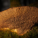 Der Braunrote Blätterwirrling (Daedaleopsis tricolo) am Baumstamm :)) The brown-red leaf twirl (Daedaleopsis tricolo) on the tree trunk :)) Le tourbillon de feuilles brun-rouge (Daedaleopsis tricolo) sur le tronc de l'arbre :))