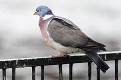 Common Wood Pigeon