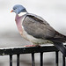 Common Wood Pigeon