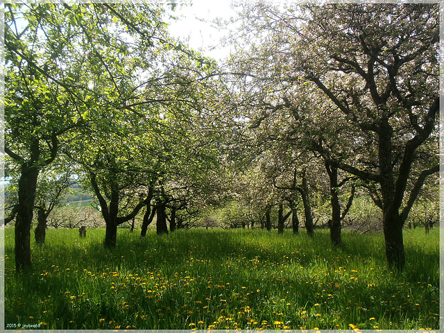 Obstbäume / fruit trees