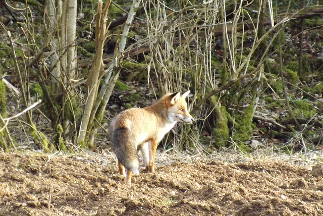 renard