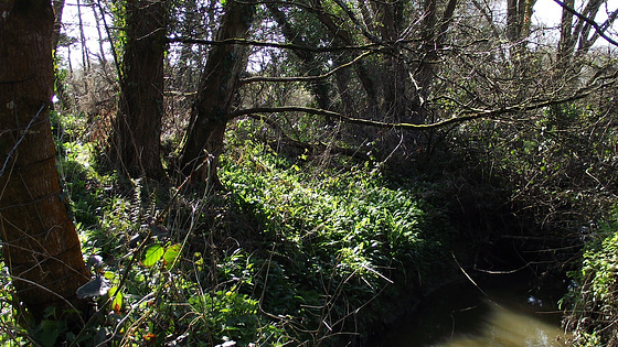 Wild garlic surrounds the little stream