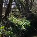 Wild garlic surrounds the little stream