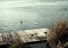 Bird dock