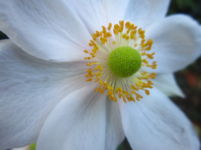 Close up of the Japanese anemone