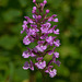 Platanthera psycodes (Small Purple Fringed orchid)