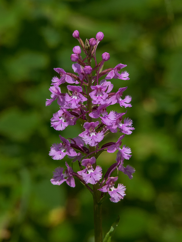 Platanthera psycodes (Small Purple Fringed orchid)