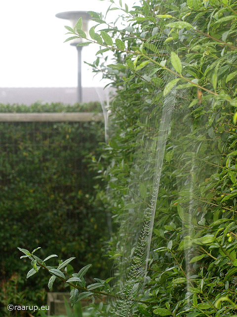 Webs woven this morning