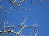 Buds are starting to appear on the lilacs