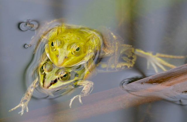 Amourette de grenouilles...