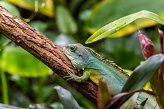 Grüne Wasseragame (Physignathus cocincinus)