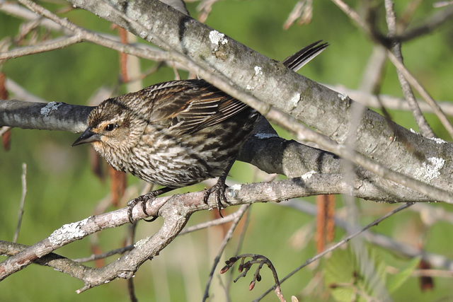 Red-winged Blackbird female