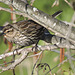 Red-winged Blackbird female