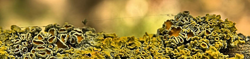 Luscious Little Lichen Landscapes!!