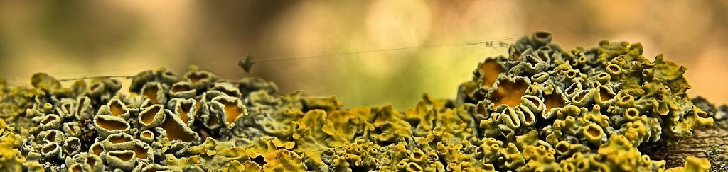 Luscious Little Lichen Landscapes!!