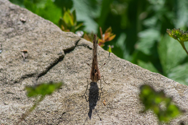 Comma Butterfly - head on