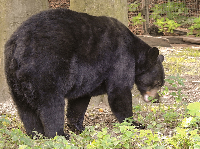 20210729 2182CPw [D~OS] Schwarzbär, Zoo Osnabrück