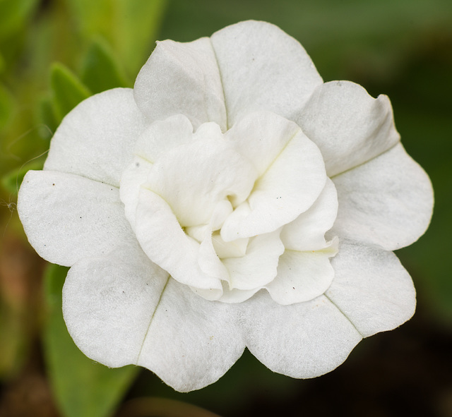 July 13: white flower (Calibrachoa)