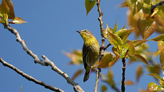DSC05461a