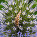 20230719 2603CPw [D~LIP] Flachblättriger Mannstreu (Eryngium planum), Grüne Florfliege [Larve] (Chrysoperla carnea s.l.), Bad Salzuflen