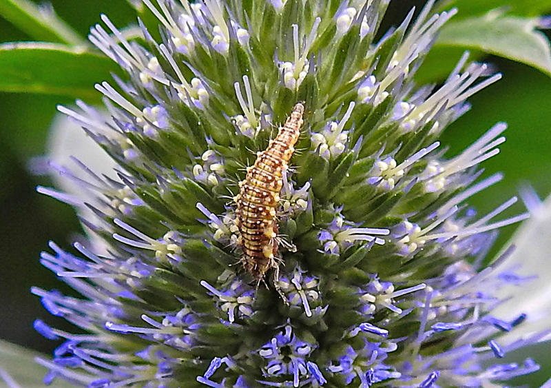 20230719 2603CPw [D~LIP] Flachblättriger Mannstreu (Eryngium planum), Grüne Florfliege [Larve] (Chrysoperla carnea s.l.), Bad Salzuflen