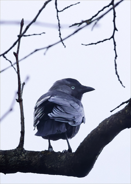 Jackdaw up a Tree