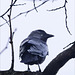 Jackdaw up a Tree