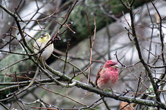 A Purple Finch and a Goldfinch