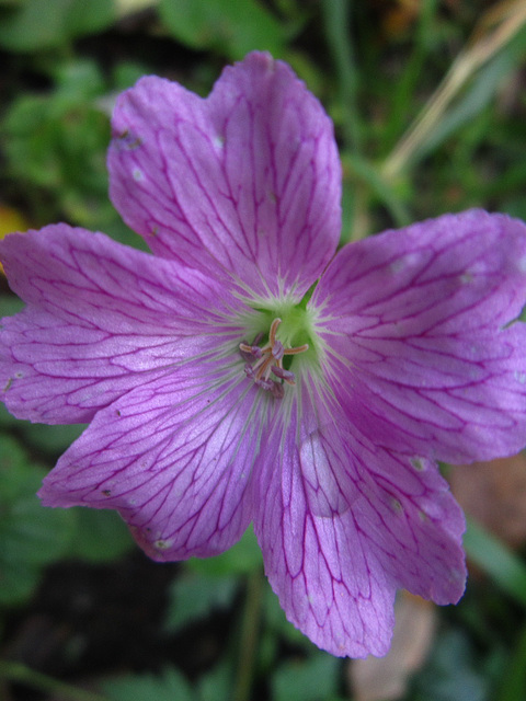 A lovely little mallow