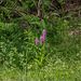 Platanthera psycodes (Small Purple Fringed orchid)