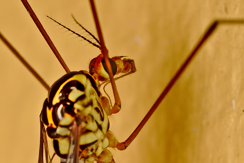 cranefly2587