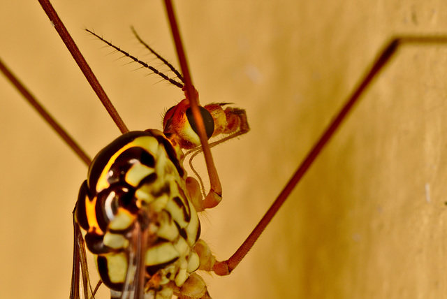 cranefly2587