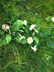 Some primroses growing in the lawn