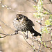 Red-winged Blackbird female