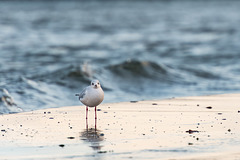 Black headed gull (winter plumage); Lachmöwe (Schlichtkleid)