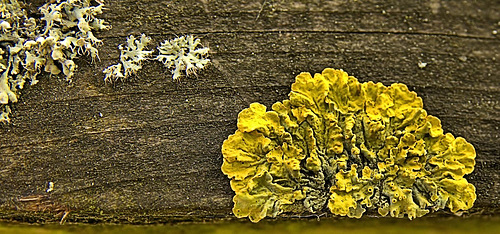 Luscious Little Lichen Landscapes!!