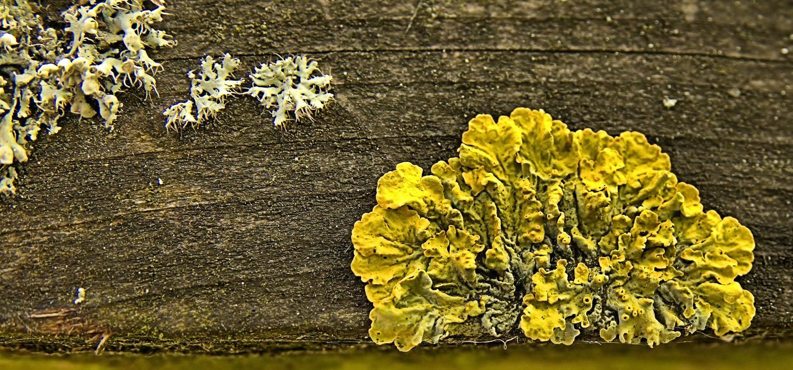Luscious Little Lichen Landscapes!!
